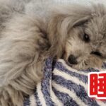 愛犬の健康のために”睡眠不足”の症状３選