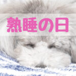 熟睡の日！愛犬と一緒に質の良い睡眠を手に入れよう