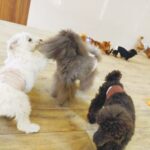 食べない愛犬に試してほしいこと～給餌量をする大切さ～