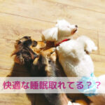 ぐっすり眠れていますか？人もわんちゃんも快適な睡眠を大切に