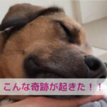 手作りごはんで見えた小さな奇跡