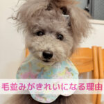 医食同源はわんちゃんにも。美しい毛並みが教えてくれること