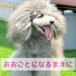 ブログが書けない“サイト凍結”反省と！確認わんちゃんからのサインに気づく大切さ