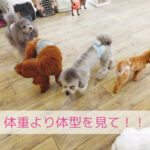 体重より大事なこと！！わんちゃんのごはんは“体型”で決めよう