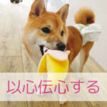 飼い主さんがしんどいとき、わんちゃんもそっと伝えてくれてる