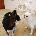 手作りごはん2週間！！わんちゃんと家族のうれしい変化