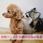 ささみはNG？手作りごはんで涙焼け・よだれ焼けがひどくなるのはなぜ？