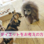 わんちゃんの「ちょっと太ったかも？」に気づいたら