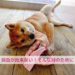 採血しにくかった子が一発OKになった！！その理由はごはんの変化