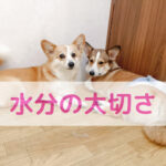 わんちゃんのお水足りてますか？暑い季節に大切な水分