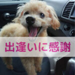 ハッピーちゃんへ♡オンラインで繋がったご縁と感謝の気持ち