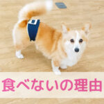 わんちゃんの“食べない”には、大切な理由があるかもしれません