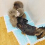 “所詮わんちゃんやから”で終わらせないためのおしっこマナー