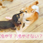 正しい情報ってなに？ 鶏肉の話から見えてきた“手づくりごはんの土台”