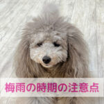雨の日が続く前にわんちゃんを守るために気をつけること