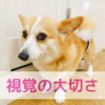 視覚の大切さ〜わんちゃんのごはんにも通じてる〜