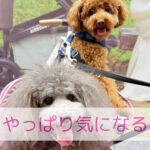 おしゃれなわんちゃんたち！！でも気になったのは…