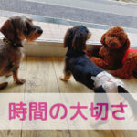 時の記念日に想う！わんちゃんとの“今”という時間