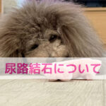 ほうれん草はダメって本当？わんちゃんの尿路結石との関係