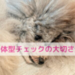 わんちゃんの健康は体型チェックから！