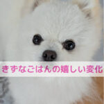 お腹の黒ずみが消えた！わんちゃんと飼い主さんに起きた嬉しい変化