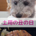 土用の丑の日は夏だけじゃない⁉ わんちゃんと一緒に季節の食養生を楽しもう
