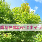 体の中の“雑草”を片づけよう！わんちゃんの涙やけ・よだれやけのヒント