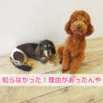 知らんかった！工事現場のダボっとパンツの秘密とわんちゃんごはんの共通点