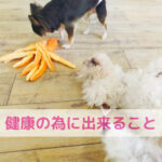 奈良公園の鹿にマダニが…わんちゃんを守る“大切なこと”とは？