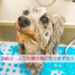 涙焼け・よだれ焼けは“見た目”だけじゃない！体からの小さなSOS