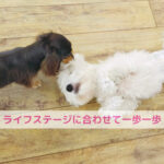 大文字の送り火と思い出わんちゃんのごはんも一歩ずつ