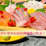 お刺身の日に考える愛犬と一緒に楽しむための基準