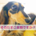ほんまにたまご？月見バーガーの裏側