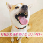 人もわんちゃんも同じ！体を整えるために起こる好転反応