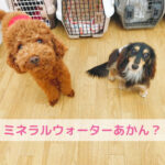 水道水？ミネラルウォーター？迷ったときの選び方