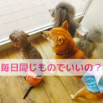 毎日のごはんどうする？わんちゃん手作りごはんの工夫