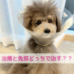 病院に通い続ける？免疫に任せる？ぽんちゃんのおしり事件
