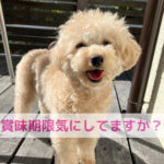 “まあ大丈夫”が一番危ない？ペットフードの賞味期限の真実