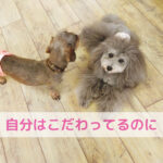 自分のごはんは完璧なのに…わんちゃんは大丈夫？
