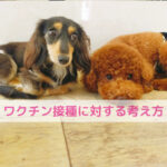 子宮頸がんワクチンとわんちゃんのワクチンに共通して思うこと