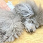わんちゃんのダイエットは「運動」より「食事量の見直し」がカギ！