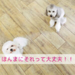 ありがとうが届かへん…郵便物とわんちゃんごはんの共通点