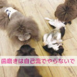 「やってるつもり」に注意！歯磨きで変わる未来