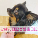 ごはん日記と感謝日記で見える小さな幸せ