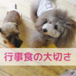 わんちゃんと一緒に中秋の名月
