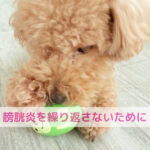 繰り返す膀胱炎…わんちゃんを守るためにできること