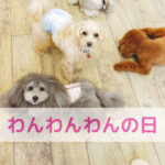 わんわんわんの日に想う！後悔のない毎日をわんちゃんと