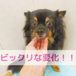 わんちゃんの涙やけ…その裏にある“コップ”のお話
