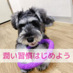 わんちゃんも一緒に！冬の“うるおい習慣”はじめよう