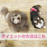 ねこちゃんとわんちゃんのダイエット方法の違い
